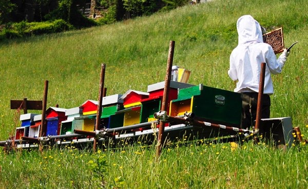 Api, miele, biodiversit&agrave; al castello di Miradolo