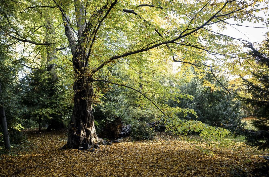 Il Bagno nella Foresta del parco del castello di Miradolo