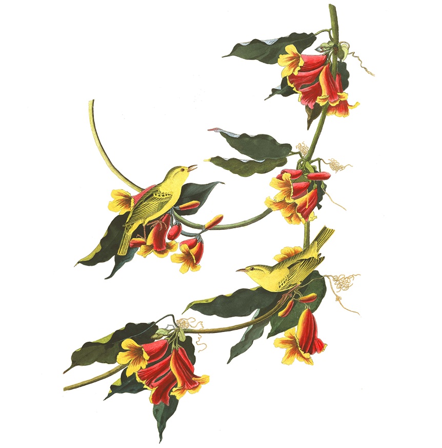 Undicesima edizione - Selvatica Arte e Natura in Festival