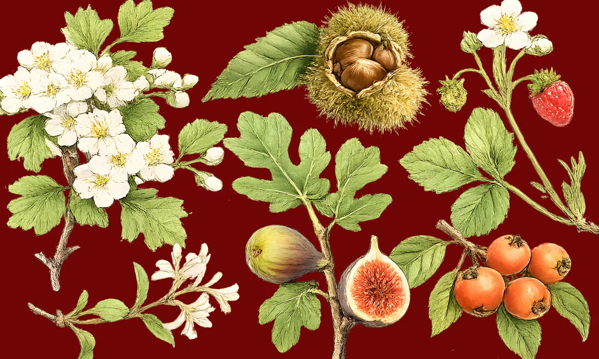 Botanica al castello della Manta