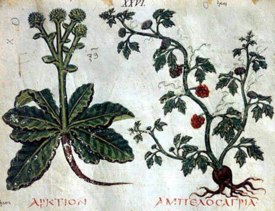 Dall&rsquo;erbario medievale all&rsquo;erbario personale