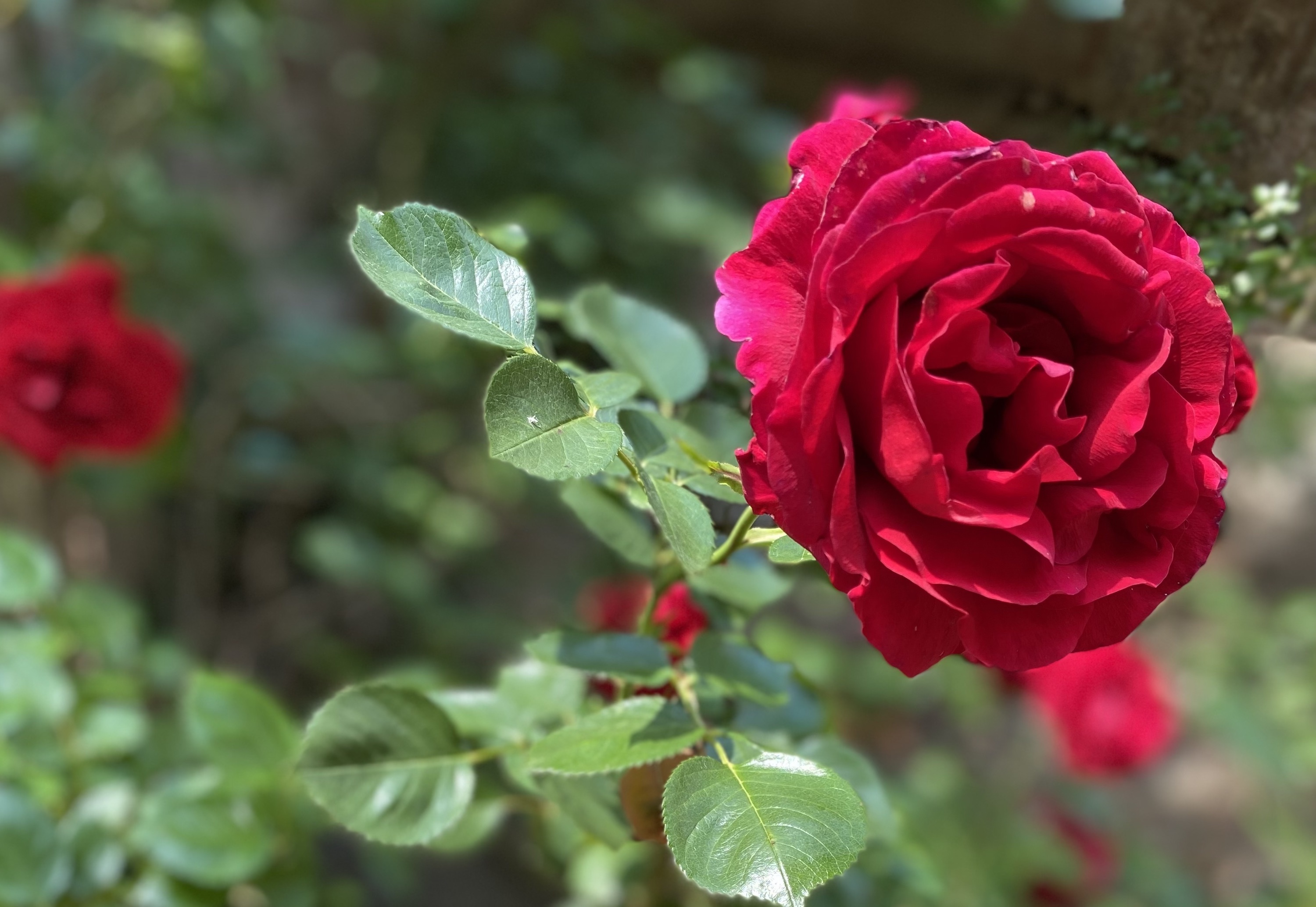 Regalmente Rosa 2025 al Castello Reale di Govone