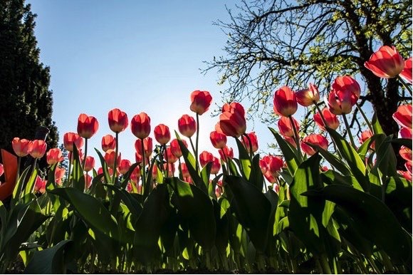 FESTA DEL TULIPANO A VILLA TARANTO